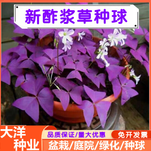 紫花酢浆草种球红花炸浆草种球耐寒宿根盆栽庭院种植工程绿化包邮