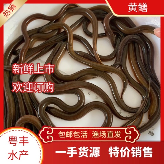 广州优质黄鳝苗 正大黄鳝 华丰黄鳝热卖