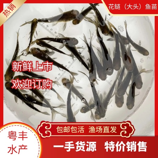 广州热销花鲢鱼苗 大头鱼苗 大规格胖头鱼苗 渔场直供包邮