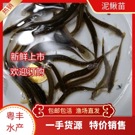 广州泥鳅苗 苗场直销泥鳅鱼苗 泥鳅 鱼苗批发零售