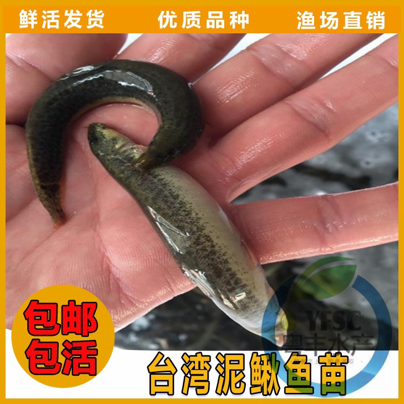 泥鰍苗 苗場(chǎng)直銷(xiāo)泥鰍魚(yú)苗 泥鰍 魚(yú)苗批發(fā)零售