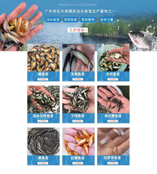 泥鰍苗 苗場(chǎng)直銷(xiāo)泥鰍魚(yú)苗 泥鰍 魚(yú)苗批發(fā)零售