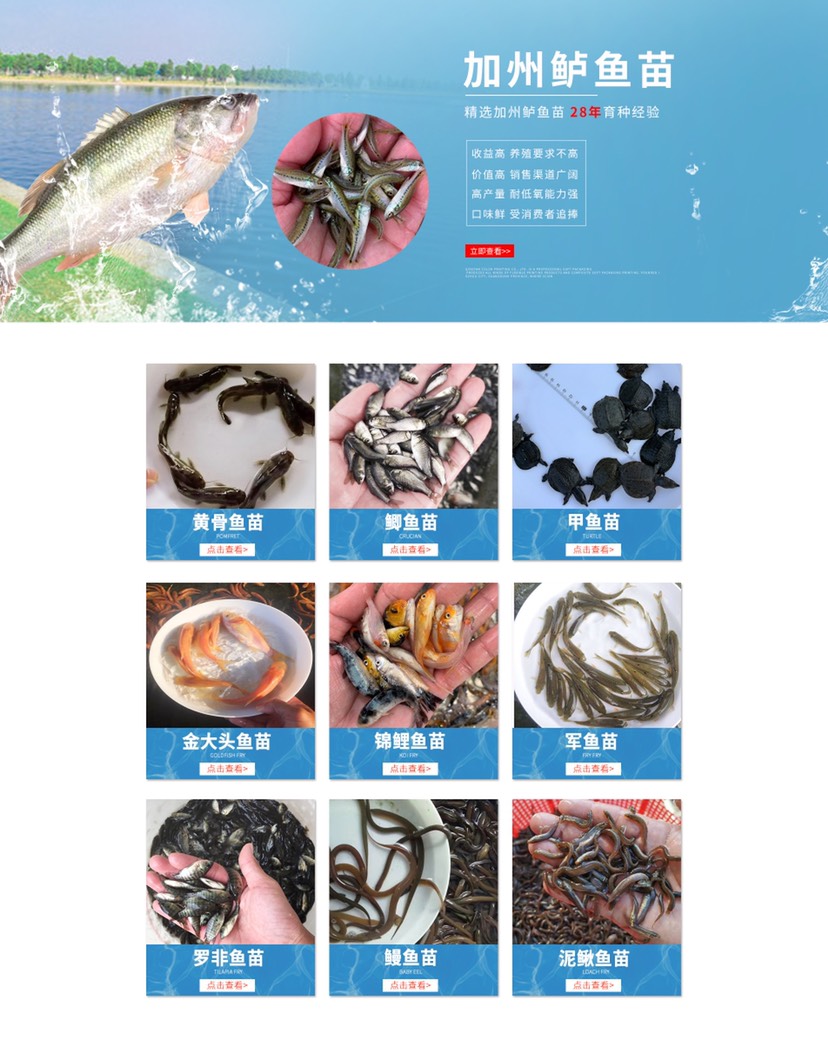 泥鰍苗 苗場(chǎng)直銷(xiāo)泥鰍魚(yú)苗 泥鰍 魚(yú)苗批發(fā)零售