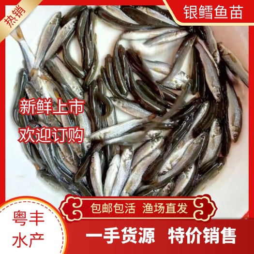广州淡水大鳞鲃银鳕鱼苗 粤丰鱼苗批发