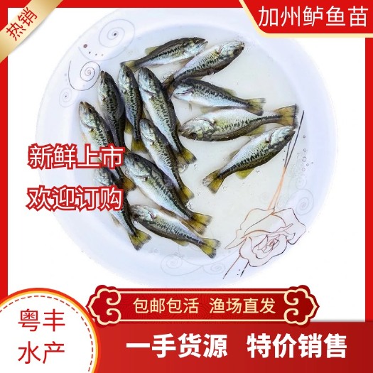广州优质加州鲈鱼苗  鲈鱼苗 已驯化吃料 渔场直供