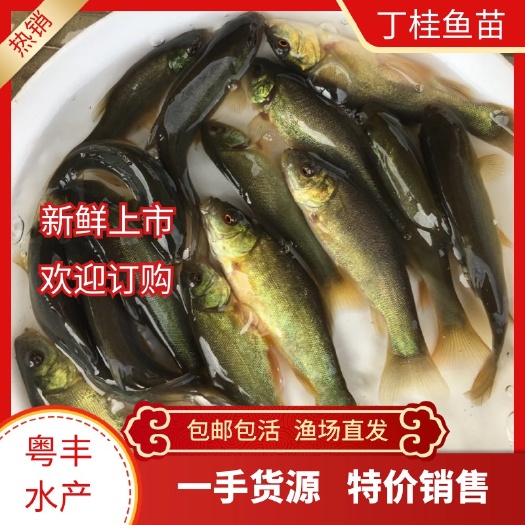 广州求购优质丁桂鱼苗 欧洲丁桂鱼苗 丁穗鱼苗渔场直供