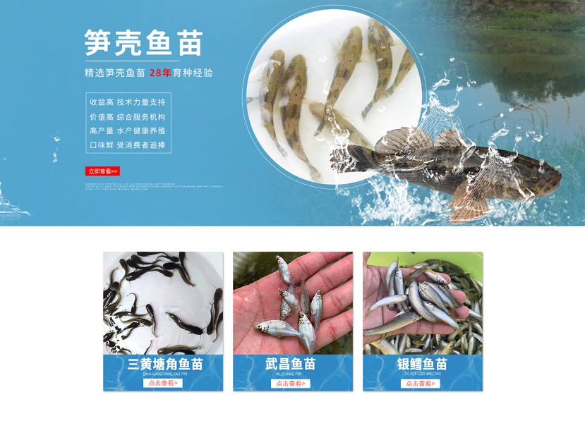 泥鰍苗 苗場(chǎng)直銷(xiāo)泥鰍魚(yú)苗 泥鰍 魚(yú)苗批發(fā)零售