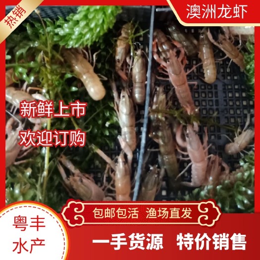 广州优质澳洲淡水龙虾苗 虾苗 澳龙苗 小龙虾苗 澳洲龙虾苗