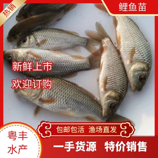 广州全国供应优质鲤鱼苗 禾花鲤鱼苗价格实惠 品种齐全