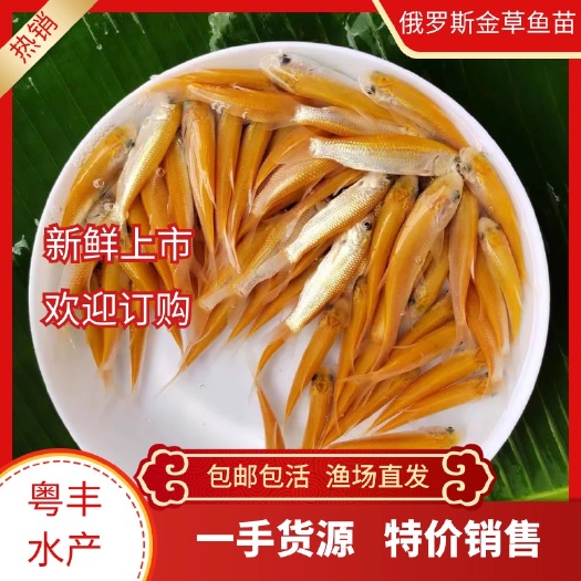 广州优质金草鱼苗出售 金丝鲩鱼苗 俄罗斯金丝草鱼苗 渔场直销包邮