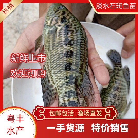 广州优质淡水石斑鱼苗 石斑鱼苗批发供应成活率高养殖