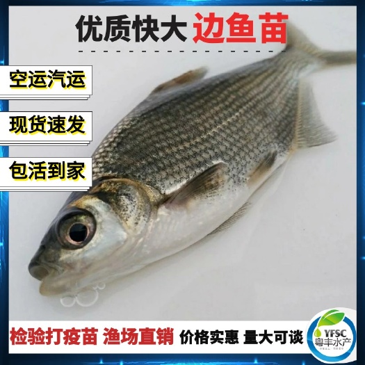 广州武昌鱼苗 三角鲂鱼苗 鳊鱼苗 广东鲂鱼苗 渔场直销