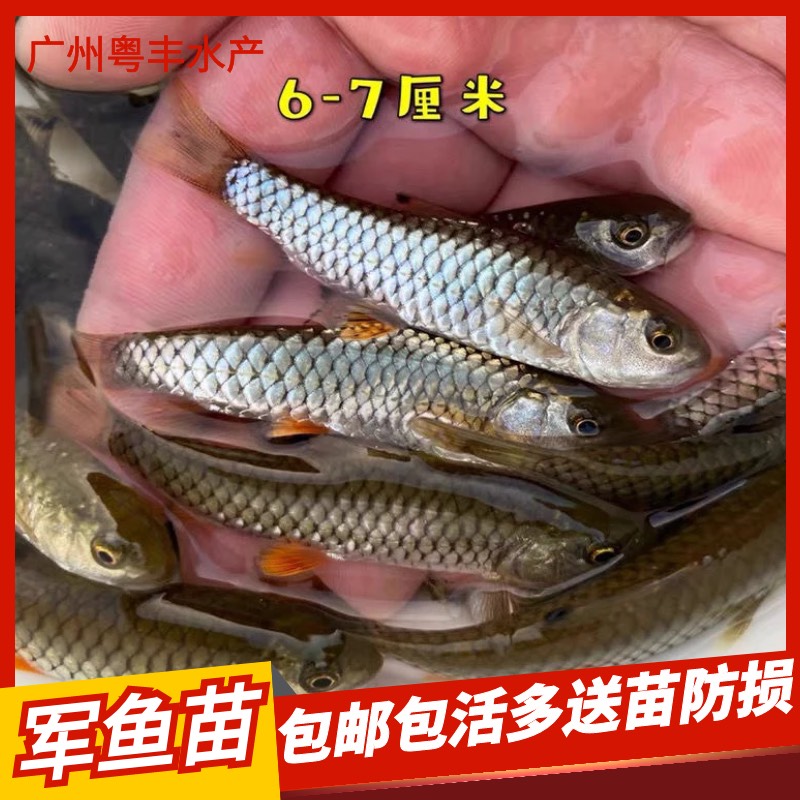 特种鱼苗竹鲃鲤鱼苗 青竹鲩 军鱼苗