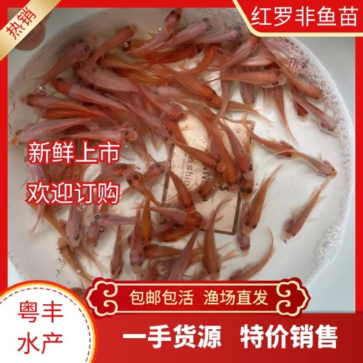 广州供应红罗非鱼苗 彩虹鲷鱼苗 热带花雕苗批发 红非鱼苗价格