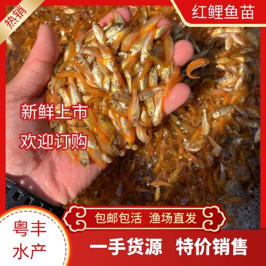 广州红鲤鱼苗 兴国红鲤鱼 广东渔场直销 包邮保质量