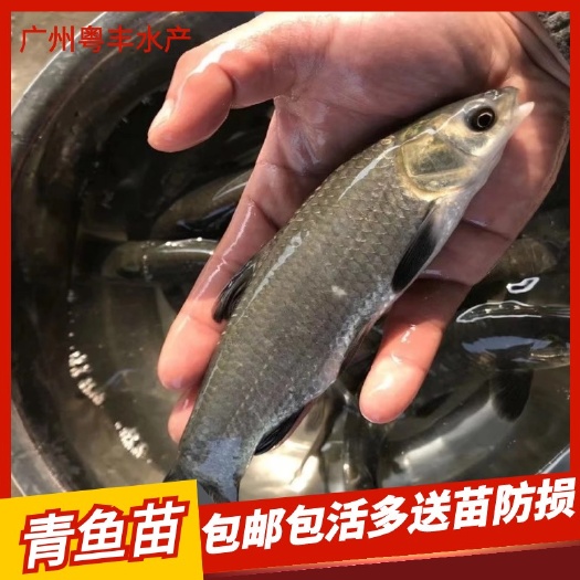 广州青鱼苗 黑鲩鱼苗 螺丝鱼苗 渔场直供 包邮保质量