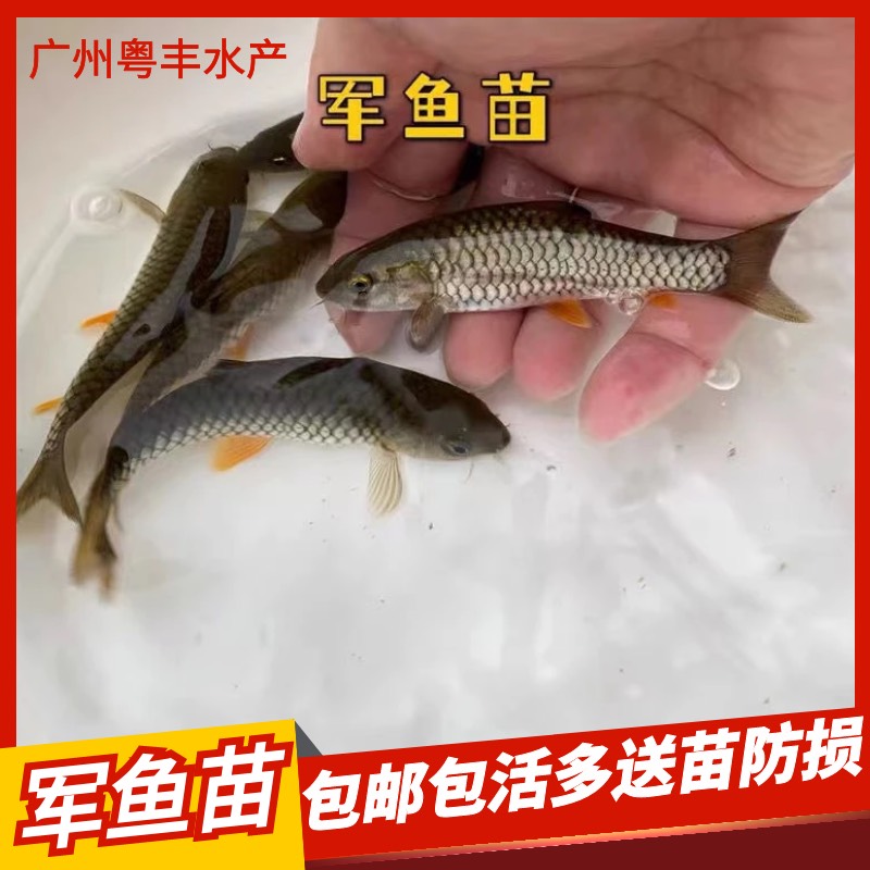 特种鱼苗竹鲃鲤鱼苗 青竹鲩 军鱼苗