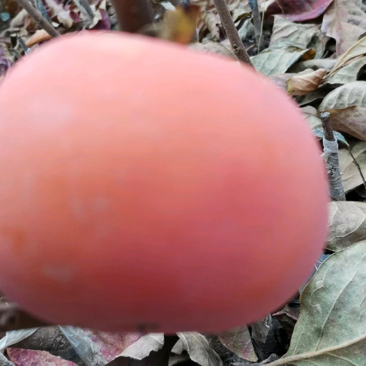 绛县山西阳丰水果脆甜柿子苗