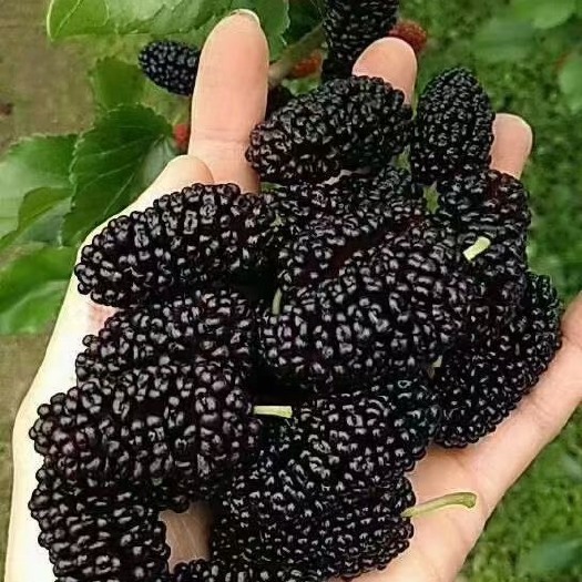 汕头广东桑 4 - 5cm