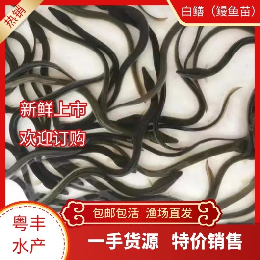 广州日本鳗鱼苗 河鳗鱼 白鳗鱼 淡水养殖 渔场直供 保质量