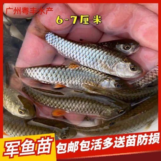 广州特种鱼苗竹鲃鲤鱼苗 青竹鲩 军鱼苗