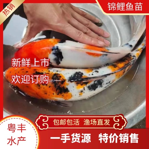 广州正宗日本锦鲤鱼苗 三色锦鲤苗 优质锦鲤鱼苗渔场直供