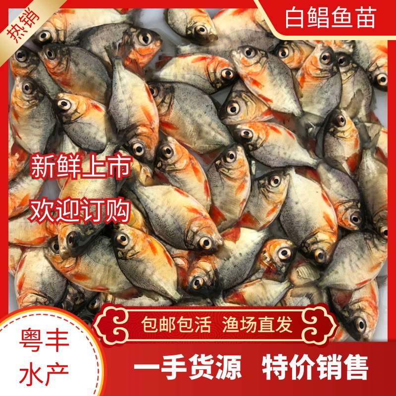 广州优质白鲳鱼苗 红鲳鱼苗 广州渔场直供