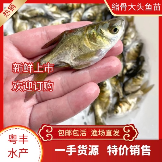 广州粤丰水产供应优质缩骨大头鱼苗 鳙鱼苗 鱼苗批发基地