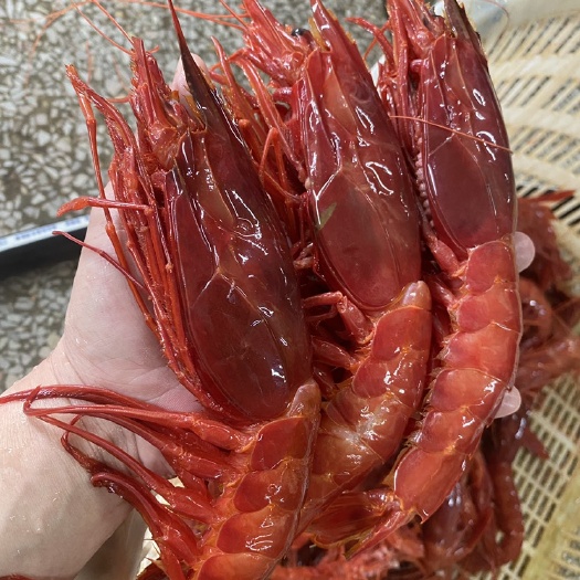 北海红魔虾  新货回到