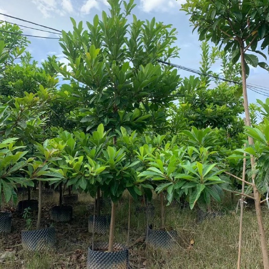 普宁市尖叶杜英 移植袋苗 假植苗乔木风景树行道树庭荫树防护树苗