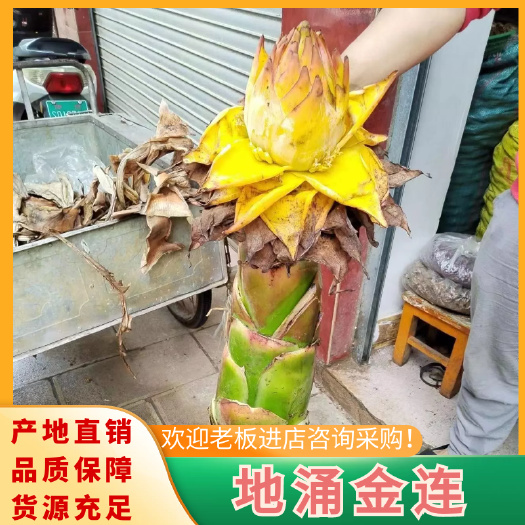 地涌金连