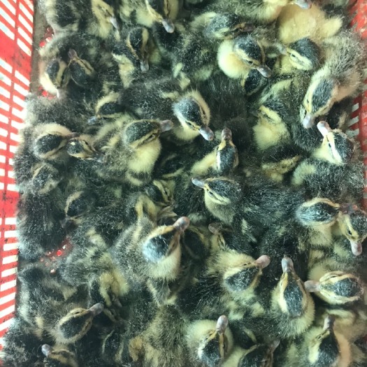 博罗县大种麻鸭苗
