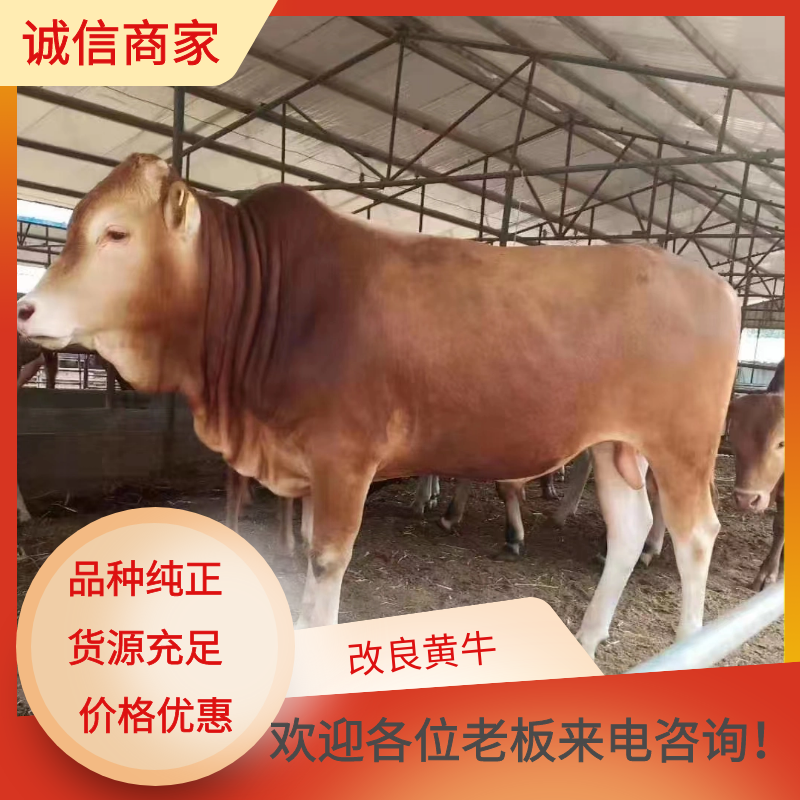东平县黄牛 200-300斤 统货