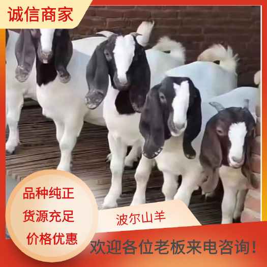 东平县山羊出售波尔山羊繁殖母羊种公小羊苗包技术可回收支持视频选羊