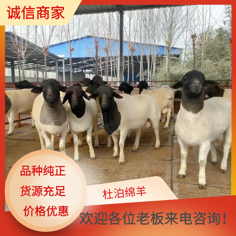 东平县黑头杜泊绵羊养殖户能挣多少钱？
