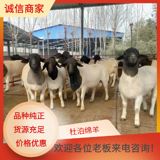 东平县黑头杜泊绵羊养殖户能挣多少钱？