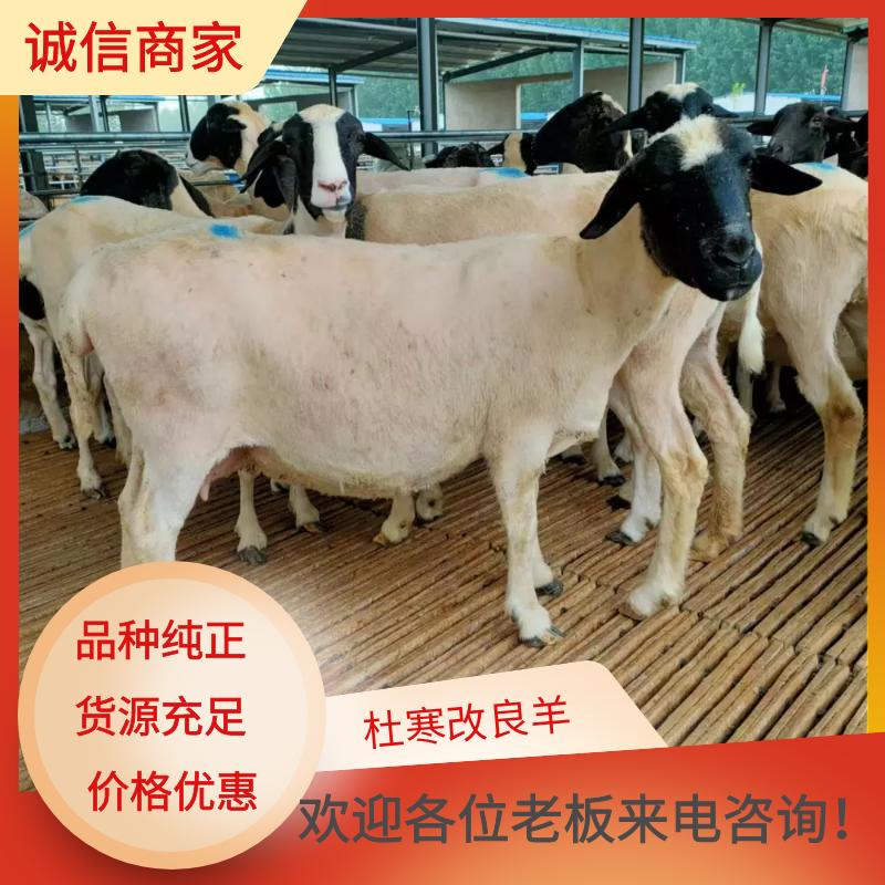 东平县杜寒改良羊繁殖母羊多胎高产适合南北方地区养殖