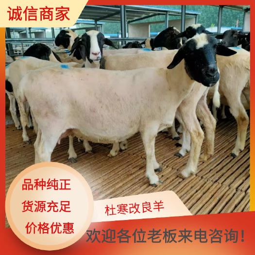 东平县杜寒改良羊繁殖母羊多胎多羔适合南北方地区养殖