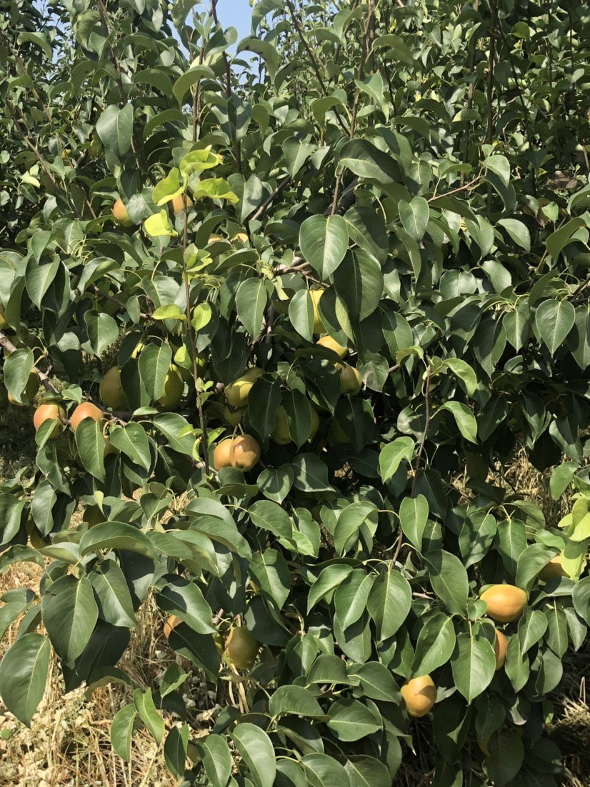 山西 運城 鹽湖區(qū) 龍居 一抹紅暈果庫 紅香酥現貨供應