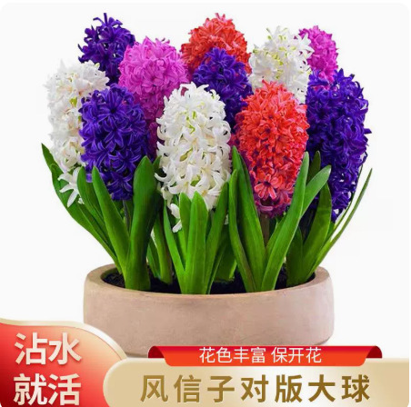 沭阳县风信子种球 荷兰风信子易种植 水培 土培 阳台庭院种植