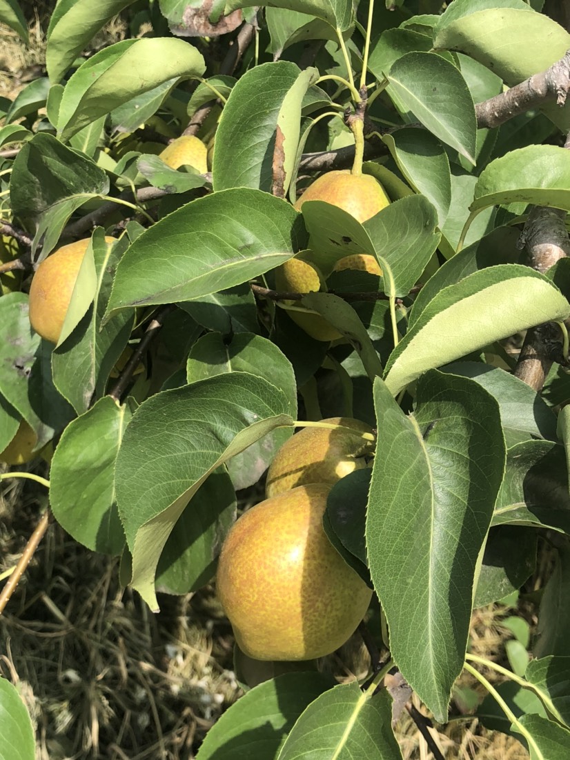 山西 運城 鹽湖區(qū) 龍居 一抹紅暈果庫 紅香酥現貨供應