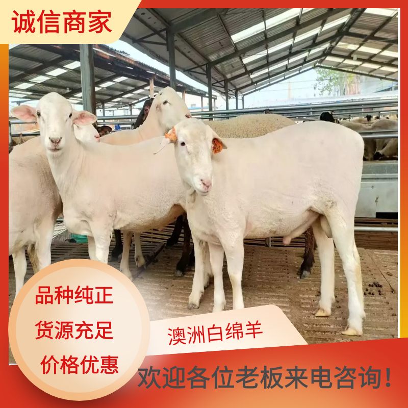 哪里有卖澳洲白绵羊的，澳洲白绵羊好养吗？