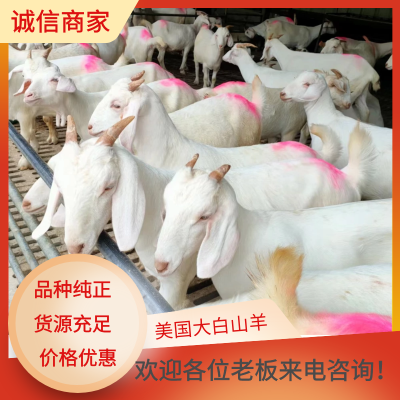 东平县羊美国大白山羊繁殖母羊羊苗大量出售，2只包视频选羊