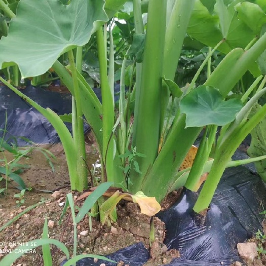 日照土地种植合作
