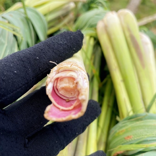 元江县【柠檬新鲜香茅草 】自家种植 短叶/扭叶都有 需要的联系我