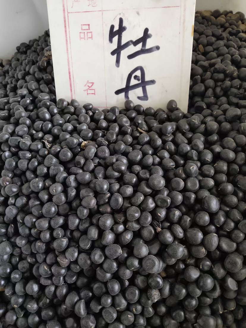 亳州大量出售牡丹籽  牡丹籽新货