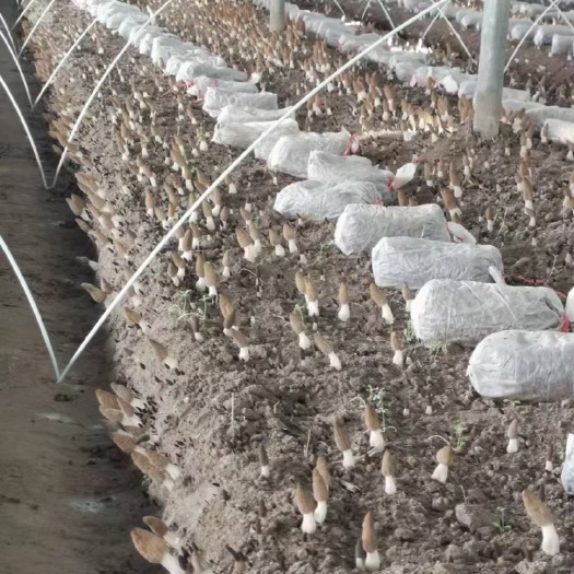东莞市羊肚菌种植保温拱棚 高强度玻璃纤维杆 保温内棚1米-4米宽