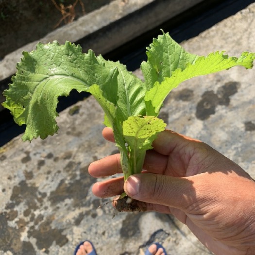 重庆市儿菜苗，