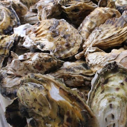 阳西县30年蚝农自养/中国蚝乡