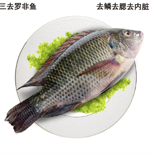 三去罗非鱼，适用饭堂、快餐、烧烤